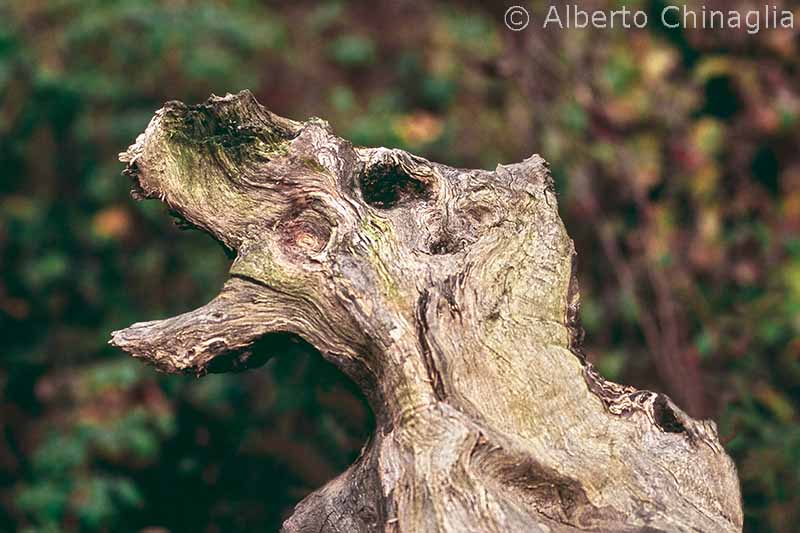 Copyright Alberto Chinaglia